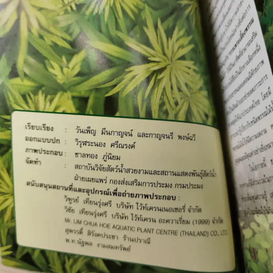 พรรณไม้น้ำสวยงาม Aquarium Plants รูปที่ 8