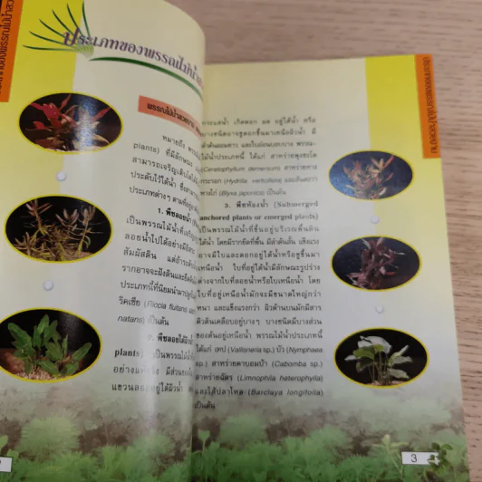 พรรณไม้น้ำสวยงาม Aquarium Plants รูปที่ 12