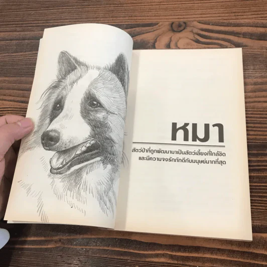 หมาพัน(ธุ์)ทาง 1,000 Ways Dog รูปที่ 12
