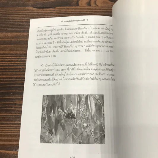 สมุนไพรไม้มงคล 8 ทิศ พรรณไม้ในพุทธประวัติ รูปที่ 9