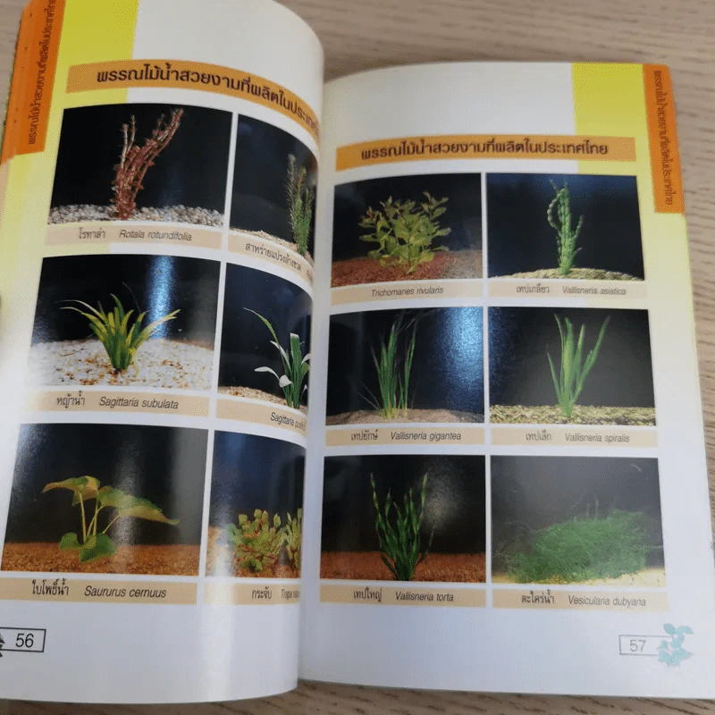 พรรณไม้น้ำสวยงาม Aquarium Plants รูปที่ 14