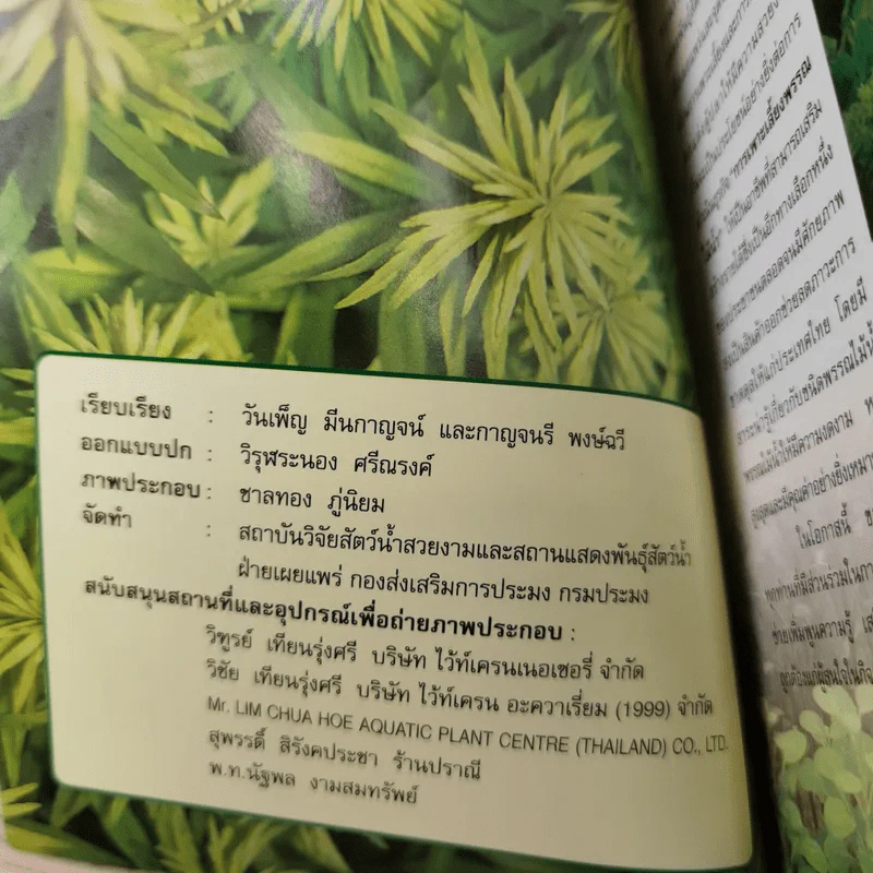พรรณไม้น้ำสวยงาม Aquarium Plants รูปที่ 8