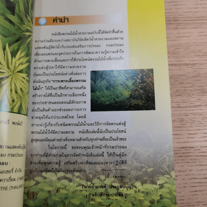 พรรณไม้น้ำสวยงาม Aquarium Plants รูปที่ 9