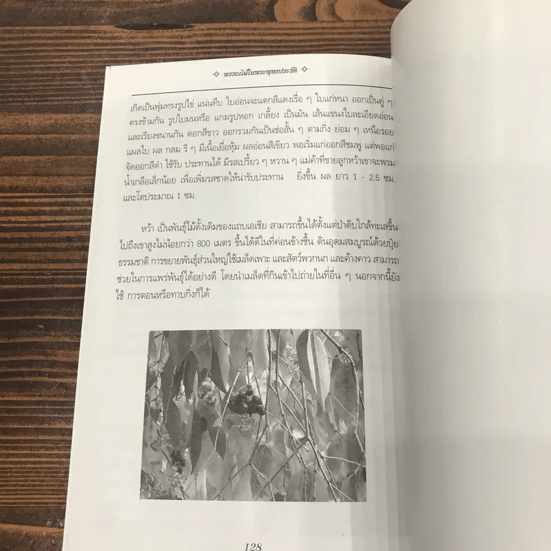 สมุนไพรไม้มงคล 8 ทิศ พรรณไม้ในพุทธประวัติ รูปที่ 9