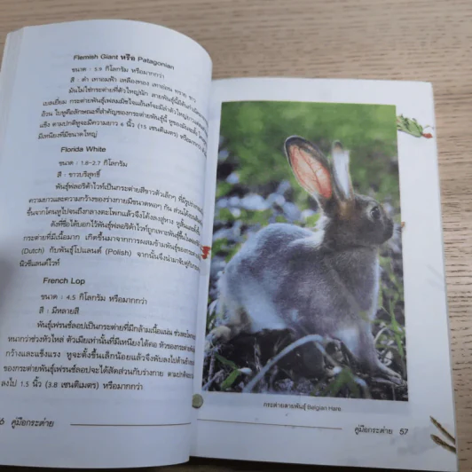 คู่มือกระต่าย The Rabbit Handbook - กณิกกนันท์ ลีฬวรรณ รูปที่ 10