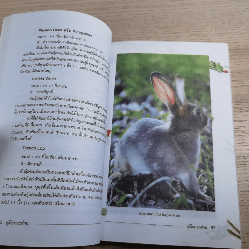คู่มือกระต่าย The Rabbit Handbook - กณิกกนันท์ ลีฬวรรณ รูปที่ 10
