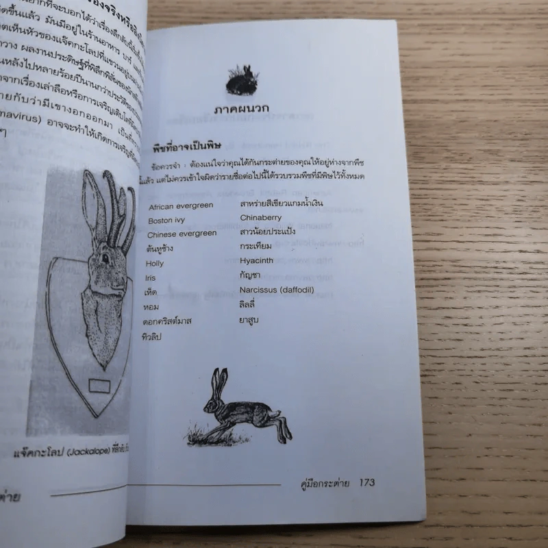 คู่มือกระต่าย The Rabbit Handbook - กณิกกนันท์ ลีฬวรรณ รูปที่ 12