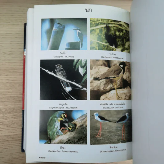 พจนานุกรมฉบับราชบัณฑิตยสถาน พ.ศ.2542 รูปที่ 17