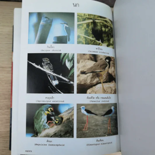 พจนานุกรมฉบับราชบัณฑิตยสถาน พ.ศ.2542 รูปที่ 15