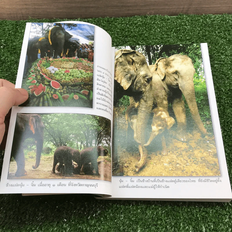 เรื่องช้างยังไม่จืด - ธีรภาพ โลหิตกุล รูปที่ 11