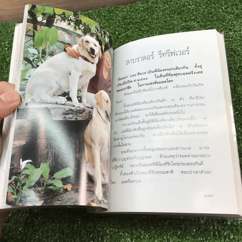 หมา - เชียง (พิมพ์ครั้งแรกในนิตยสารพลอยแกมเพชร) รูปที่ 12