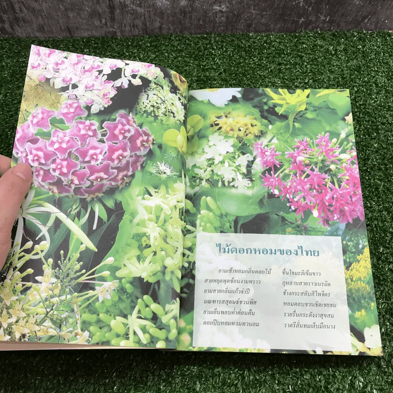 สารานุกรมไทยสำหรับเยาวชน เล่ม 1 ไม้ดอกหอมของไทย, ไม้ในวรรณคดีไทย, สมุนไพร รูปที่ 9