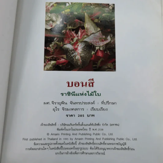 บอนสี ราชินีแห่งไม้ใบ - อุไร จิรมงคลการ รูปที่ 7