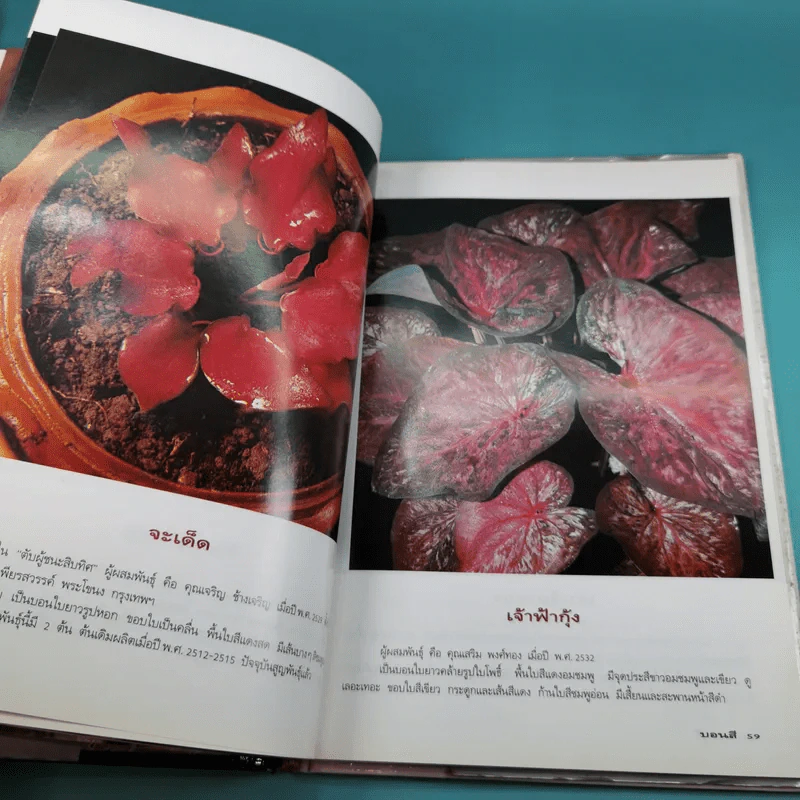บอนสี ราชินีแห่งไม้ใบ - อุไร จิรมงคลการ รูปที่ 16