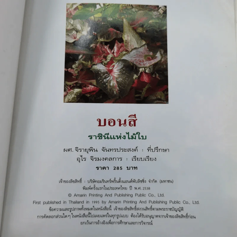 บอนสี ราชินีแห่งไม้ใบ - อุไร จิรมงคลการ รูปที่ 7