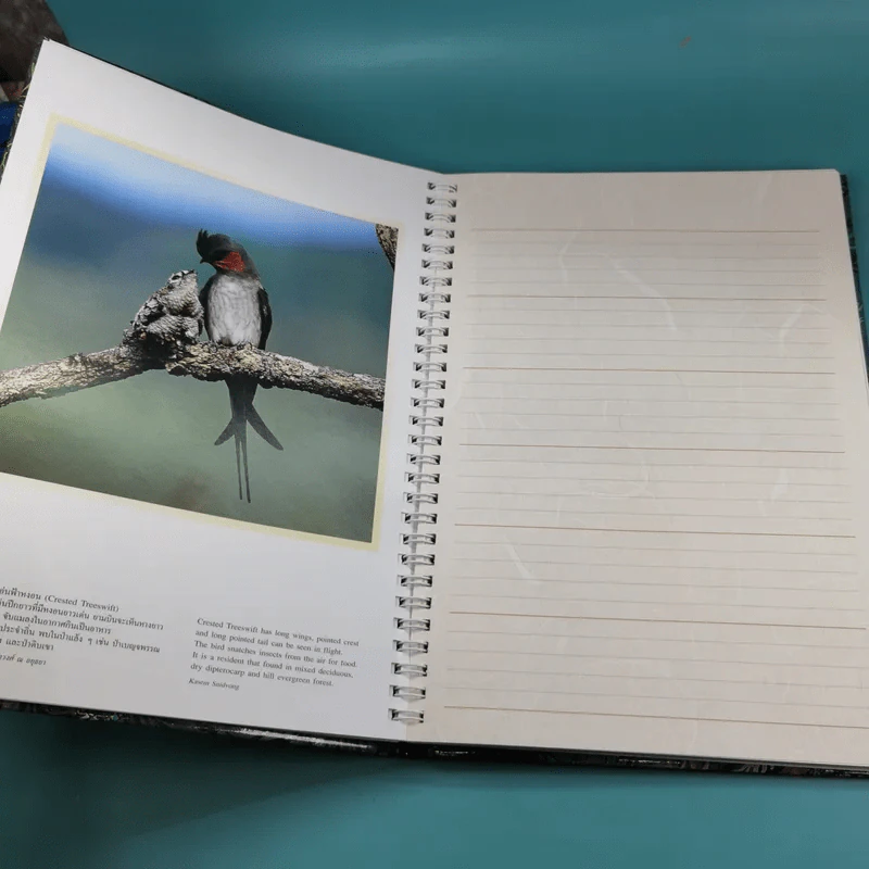 บันทึกธรรมชาติ ด้วยปีกแห่งพงไพร รูปที่ 15