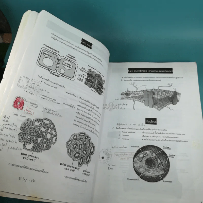 Basic Biology (OPD) - นพ.พิชญ์ สันติจิตรุ่งเรือง รูปที่ 11
