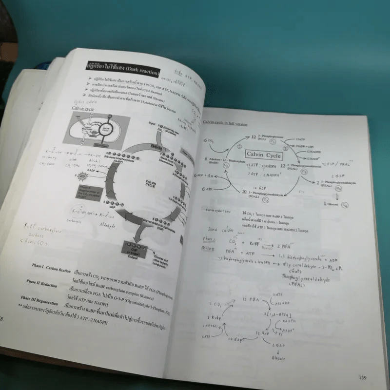 Basic Biology (OPD) - นพ.พิชญ์ สันติจิตรุ่งเรือง รูปที่ 12