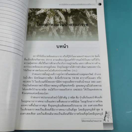 ไม้เอกหอมในป่าสะแกราช รูปที่ 13
