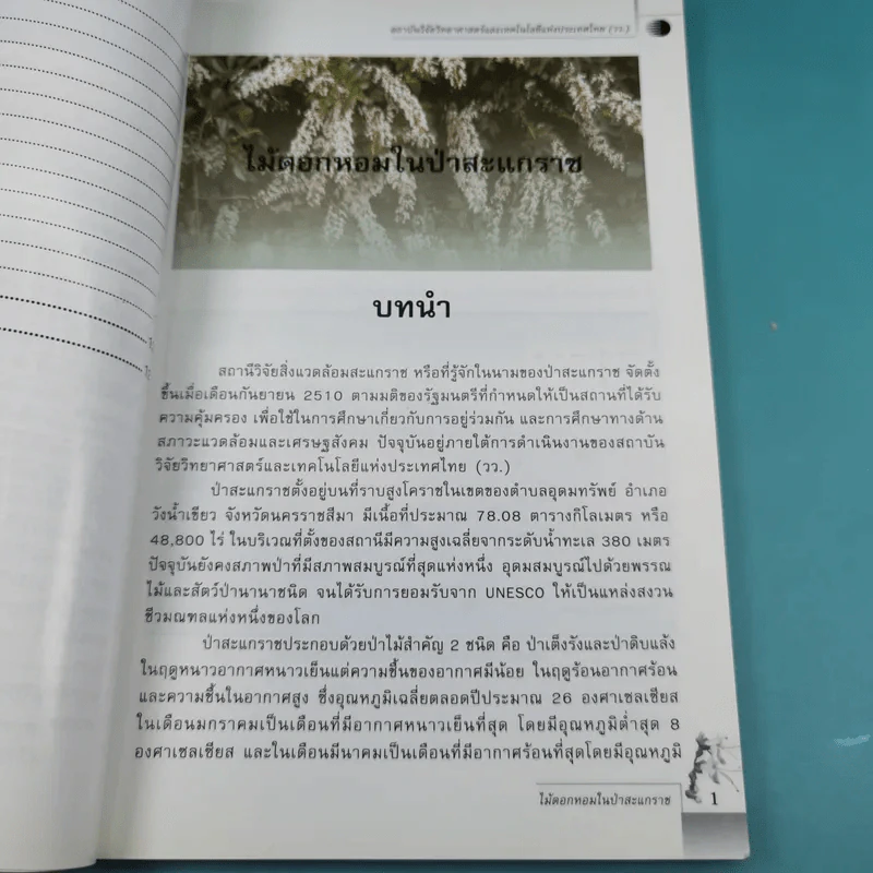 ไม้เอกหอมในป่าสะแกราช รูปที่ 13