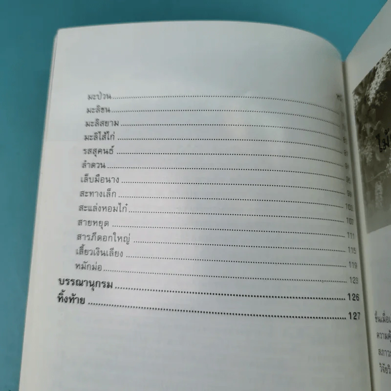 ไม้เอกหอมในป่าสะแกราช รูปที่ 12