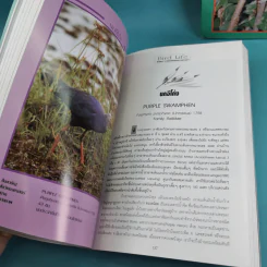 ชีวิตนก จากบันทึกและความทรงจำ Bird Life From Records & Remembrance Vol.1-3 - สุธี ศุภรัฐวิกร รูปที่ 23