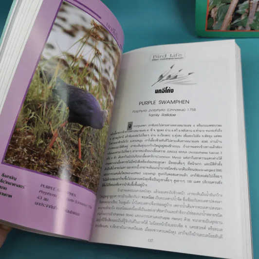 ชีวิตนก จากบันทึกและความทรงจำ Bird Life From Records & Remembrance Vol.1-3 - สุธี ศุภรัฐวิกร รูปที่ 23