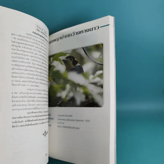 ชีวิตนก จากบันทึกและความทรงจำ Bird Life From Records & Remembrance Vol.1-3 - สุธี ศุภรัฐวิกร รูปที่ 33
