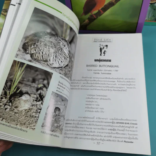 ชีวิตนก จากบันทึกและความทรงจำ Bird Life From Records & Remembrance Vol.1-3 - สุธี ศุภรัฐวิกร รูปที่ 13