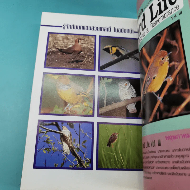 ชีวิตนก จากบันทึกและความทรงจำ Bird Life From Records & Remembrance Vol.1-3 - สุธี ศุภรัฐวิกร รูปที่ 26
