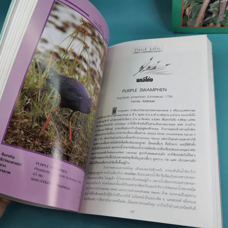 ชีวิตนก จากบันทึกและความทรงจำ Bird Life From Records & Remembrance Vol.1-3 - สุธี ศุภรัฐวิกร รูปที่ 23