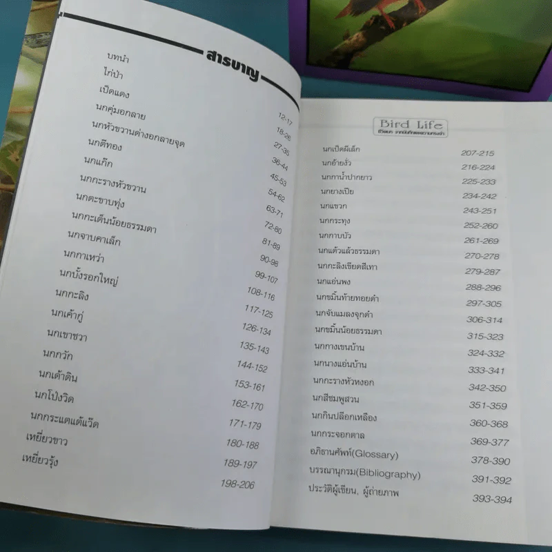 ชีวิตนก จากบันทึกและความทรงจำ Bird Life From Records & Remembrance Vol.1-3 - สุธี ศุภรัฐวิกร รูปที่ 12