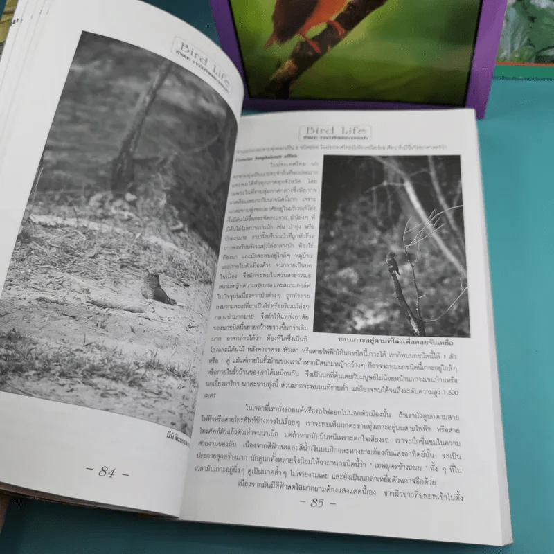 ชีวิตนก จากบันทึกและความทรงจำ Bird Life From Records & Remembrance Vol.1-3 - สุธี ศุภรัฐวิกร รูปที่ 14