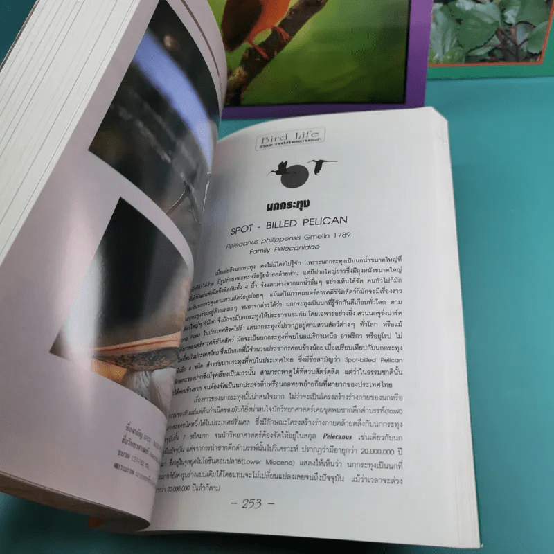ชีวิตนก จากบันทึกและความทรงจำ Bird Life From Records & Remembrance Vol.1-3 - สุธี ศุภรัฐวิกร รูปที่ 15