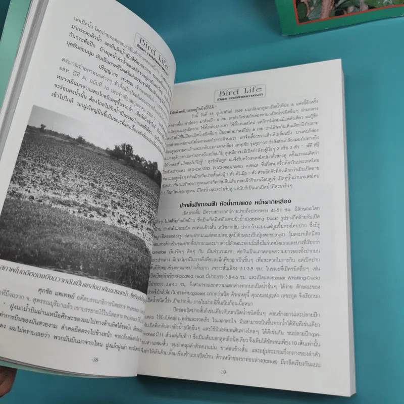 ชีวิตนก จากบันทึกและความทรงจำ Bird Life From Records & Remembrance Vol.1-3 - สุธี ศุภรัฐวิกร รูปที่ 22
