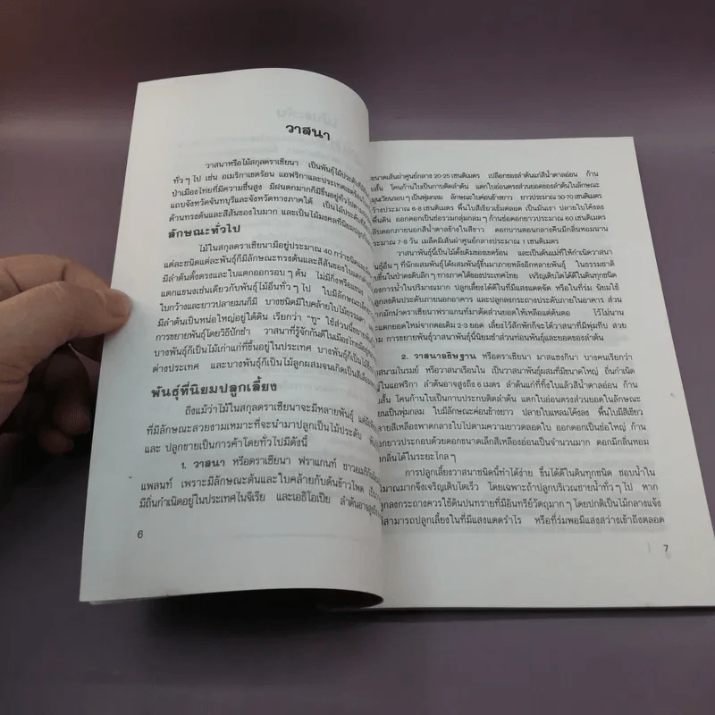 ไม้ประดับ - จุฑามาศ อ่อนวิมล รูปที่ 9