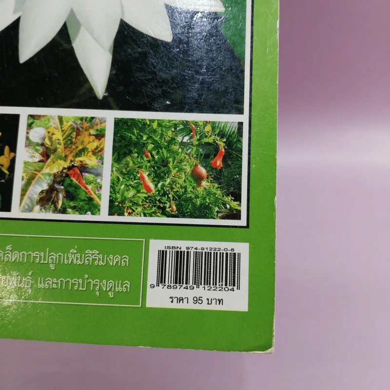 ปลูกพรรณไม้มงคลเสริมดวงชะตาชีวิต รูปที่ 14