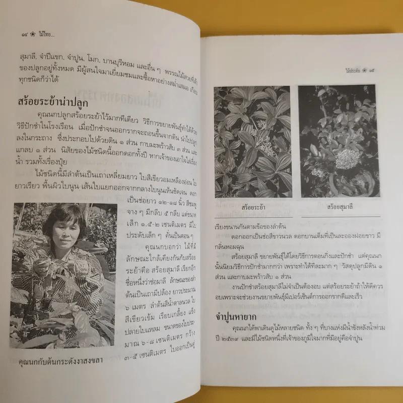 ไม้ไทยไม้ประดับ - พานิชย์ ยศปัญญา รูปที่ 11