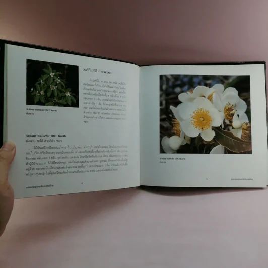 พรรณพฤกษชาติประเทศไทย รูปที่ 13