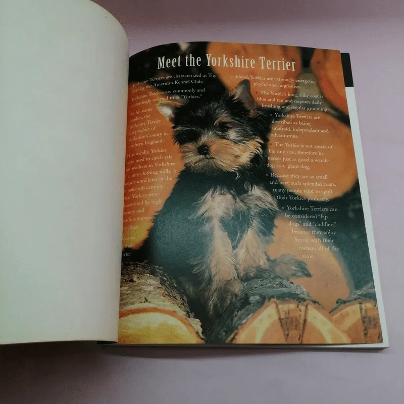 The Essential Yorkshire Terrier รูปที่ 6