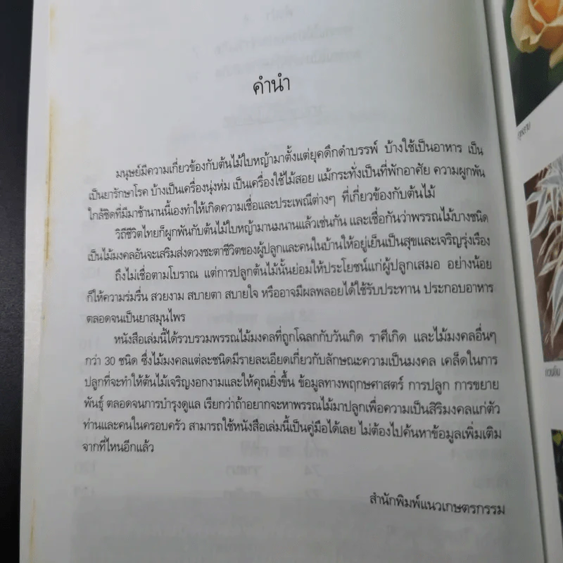 ปลูกพรรณไม้มงคลเสริมดวงชะตาชีวิต รูปที่ 12