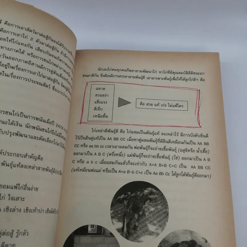 สอนไก่ให้ตี - อ.พล นิลผึ้ง รูปที่ 13
