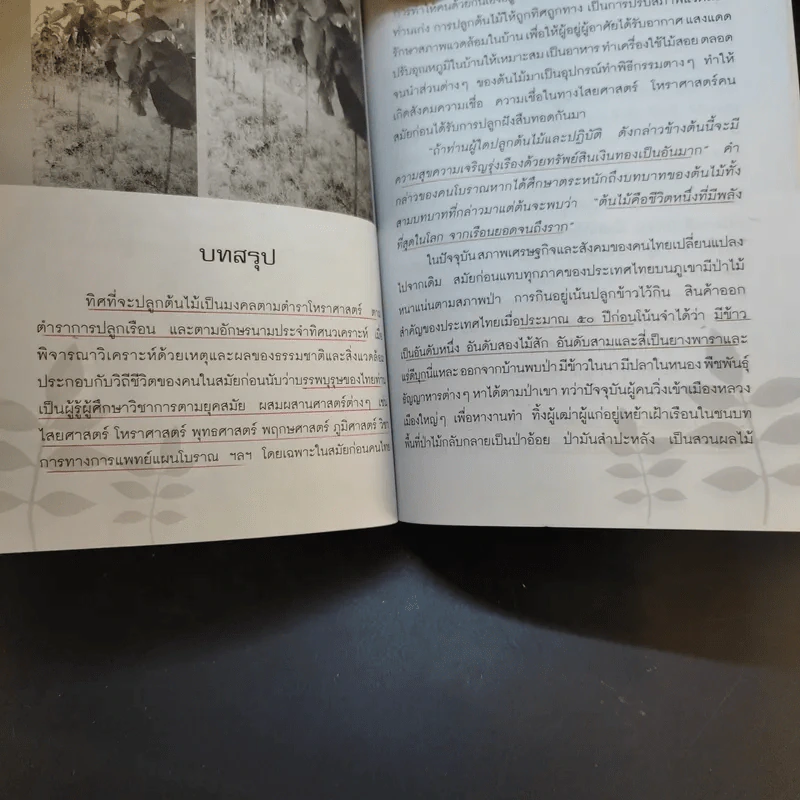ไม้มงคลกับตำนานความเชื่อ - ณรงค์ มูลคำ รูปที่ 15