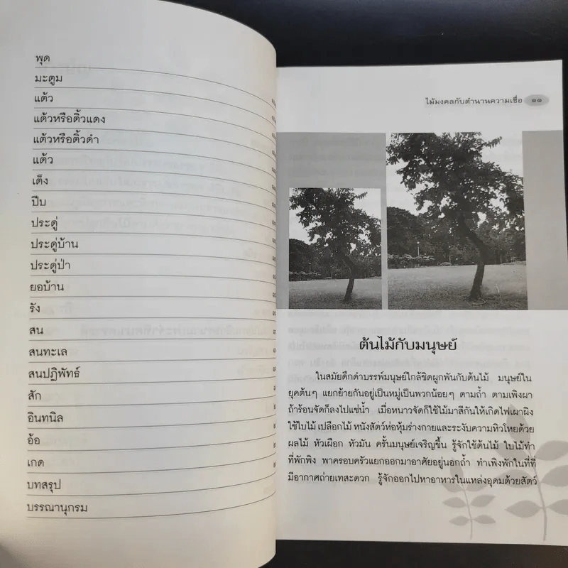 ไม้มงคลกับตำนานความเชื่อ - ณรงค์ มูลคำ รูปที่ 13