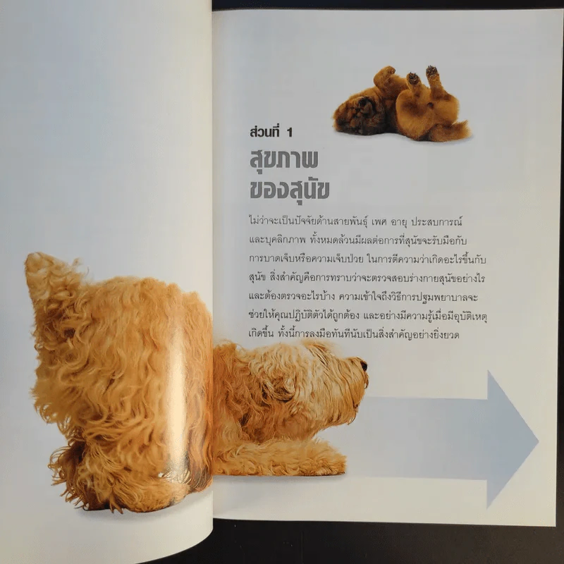 หมาของฉันเป็นอะไร What's up with my Dog? รูปที่ 12