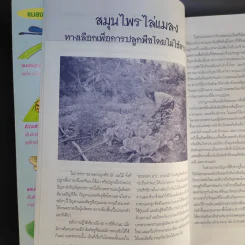 สมุนไพรไล่แมลง 30 สมุนไพรกำจัดศัตรูพืช รูปที่ 12