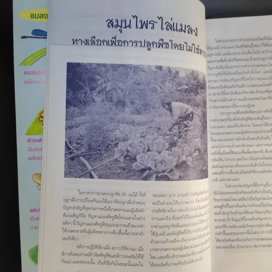 สมุนไพรไล่แมลง 30 สมุนไพรกำจัดศัตรูพืช รูปที่ 12