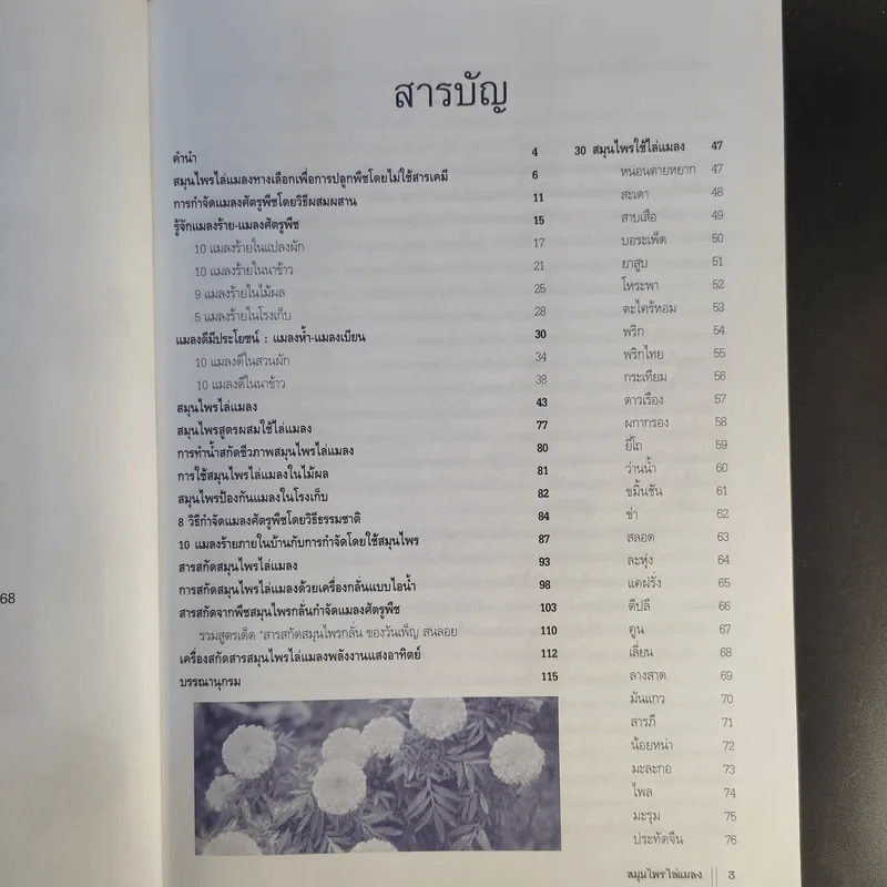 สมุนไพรไล่แมลง 30 สมุนไพรกำจัดศัตรูพืช รูปที่ 10
