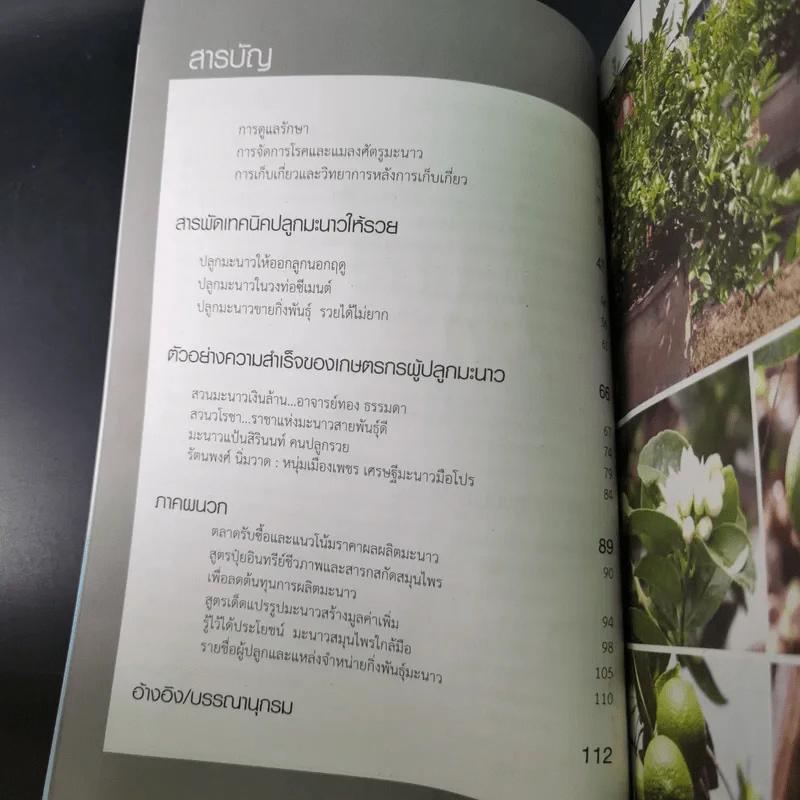 คัมภีร์เศรษฐีมะนาว เทคนิคการปลูกและการบังคับออกผลนอกฤดู รูปที่ 10