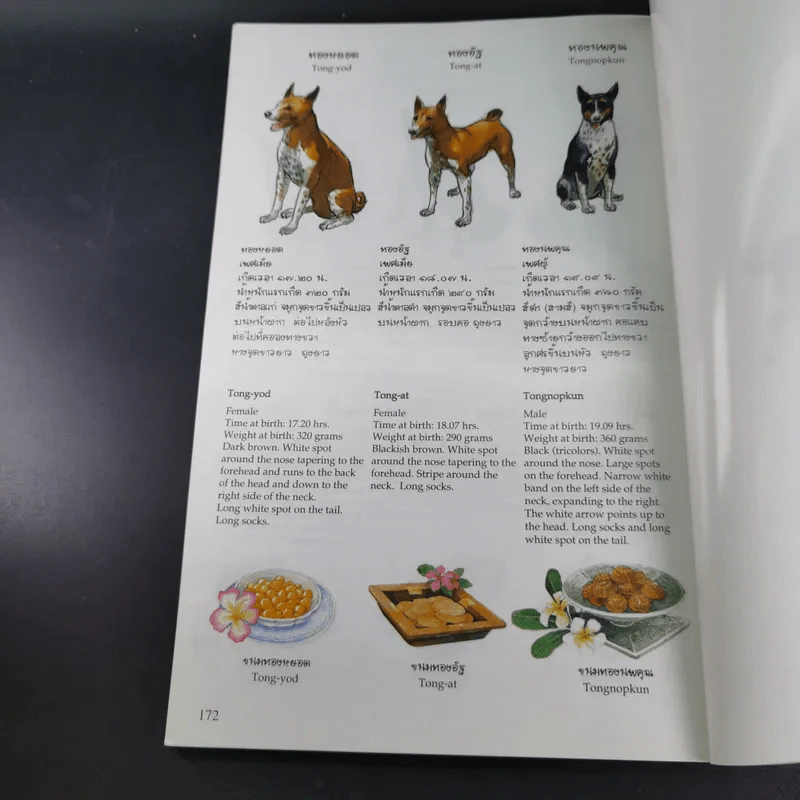 เรื่องทองแดง The Story of Tongdaeng ฉบับการ์ตูน ภาพสี รูปที่ 12